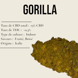 Gorilla